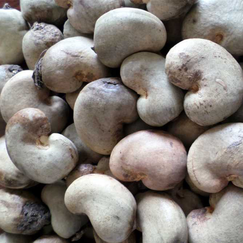 Raw Cashew Nuts